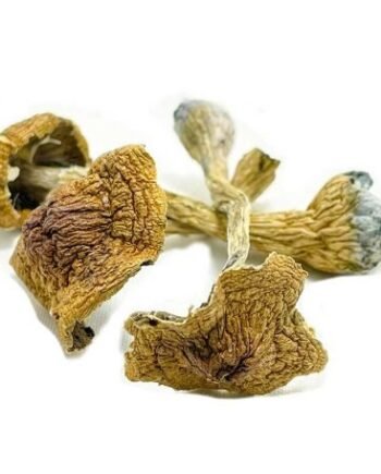 Space Coast Magic Mushrooms
