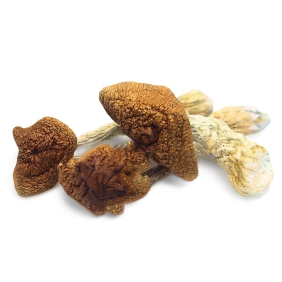 White Golden Teachers Mushrooms​