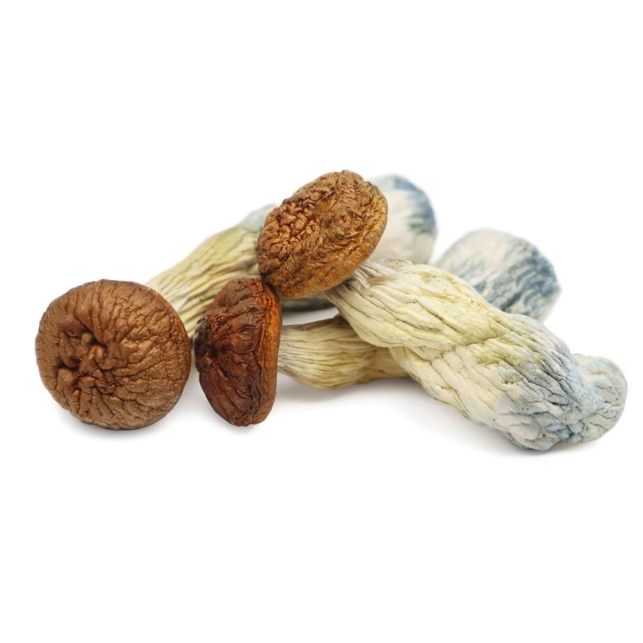 Penis Envy Mushrooms