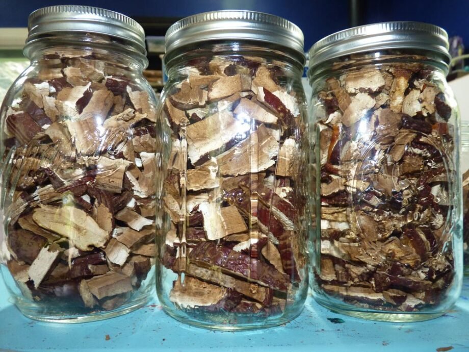 Reishi Mushroom
